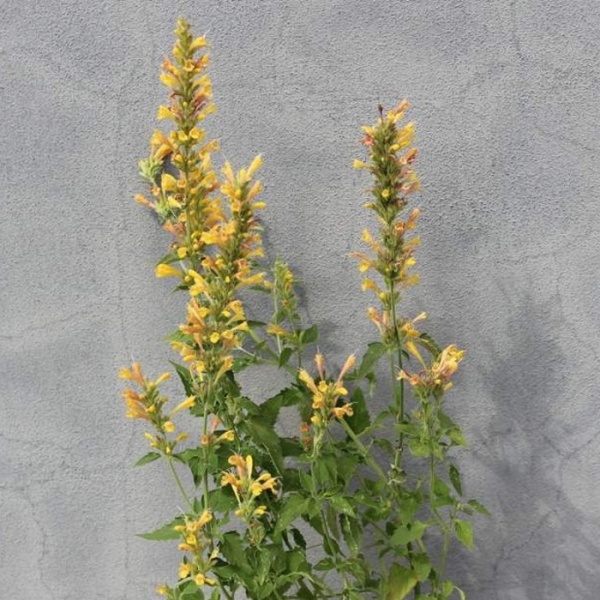 Na slunce - Agastache 'Kudos Yellow'® 13cm