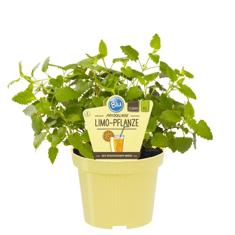 Bylinky - Agastache mexická anýzová BIO květináč 12cm