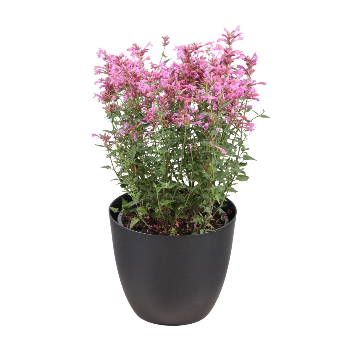 Na slunce - Agastache Rosie Posie květináč 3 litry