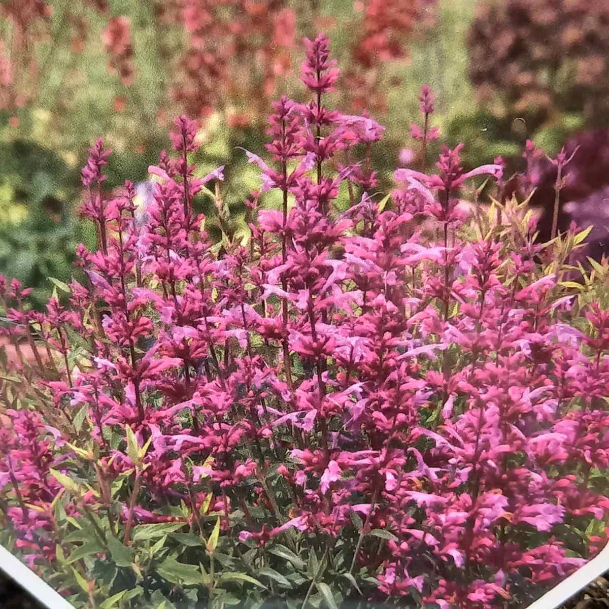 Agastache Rosie Posie květináč 3 litry-0