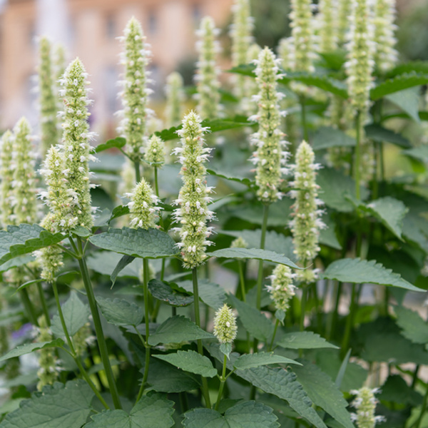 Na slunce - Agastache svraskalá 'Alabaster' 9cm