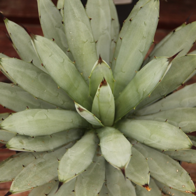 Nádobové květiny - Agave 17cm