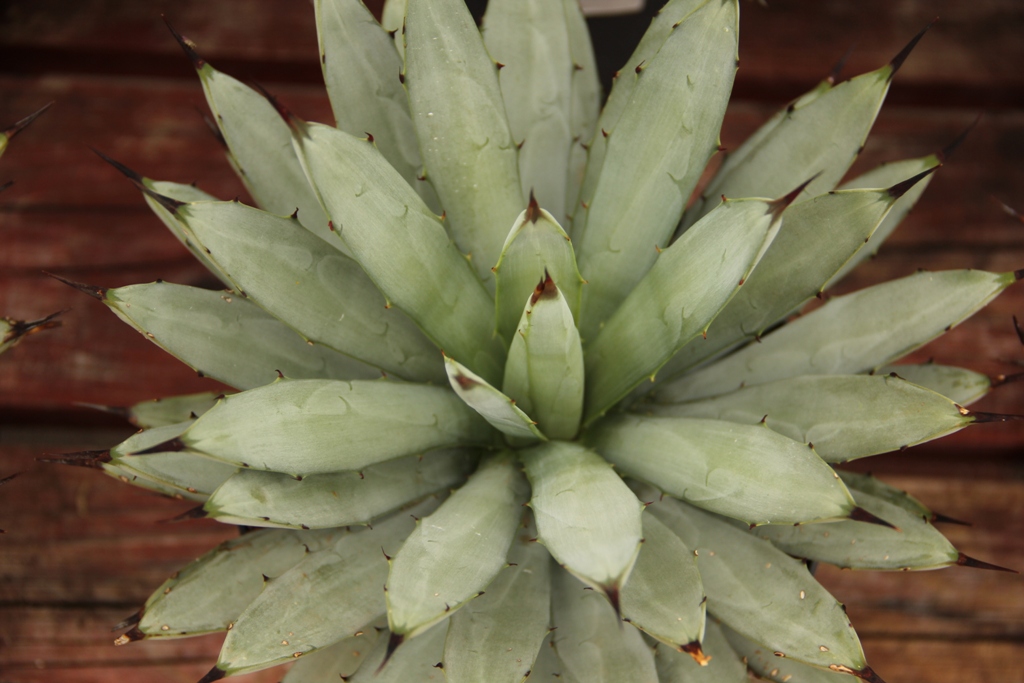 Agave 17cm-0