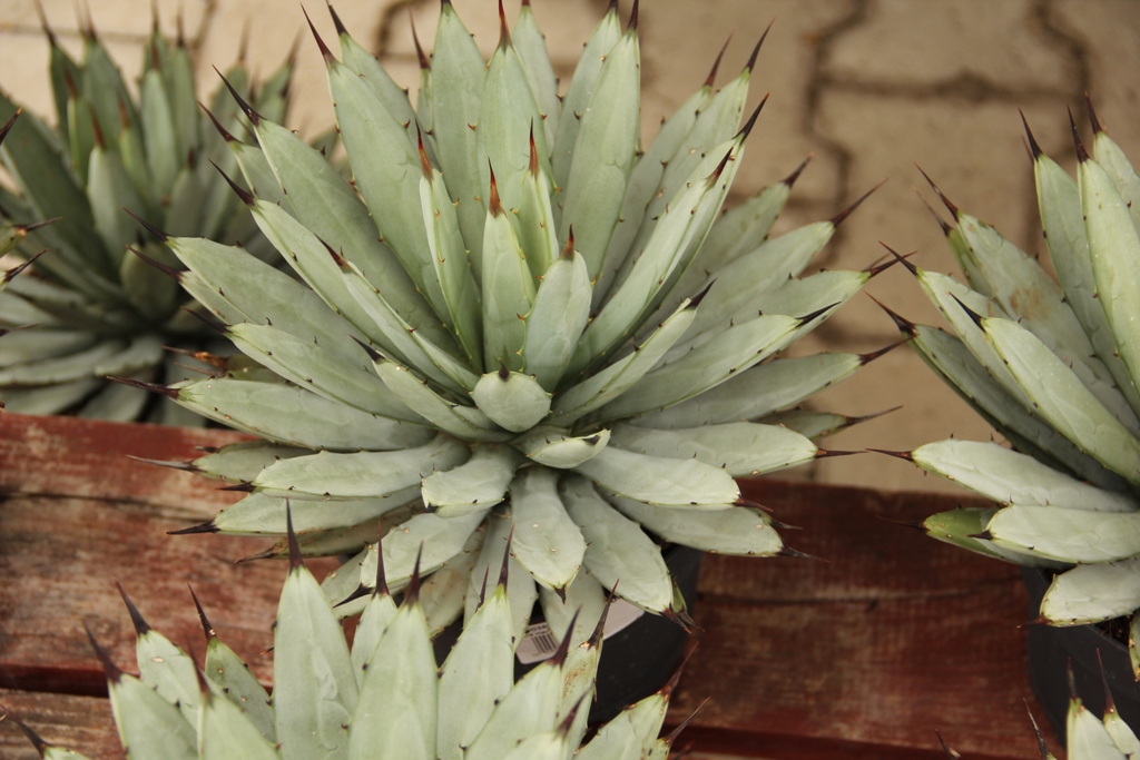 Agave 17cm-1