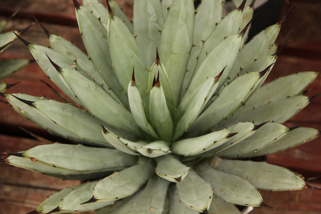 Agave 17cm-2