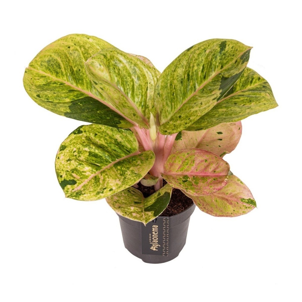 Okrasné pokojové rostliny - Aglaonema Apple Fantasy květináč 12cm