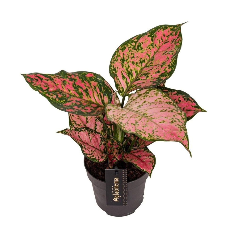 Okrasné pokojové rostliny - Aglaonema Crimson Love květináč 12cm