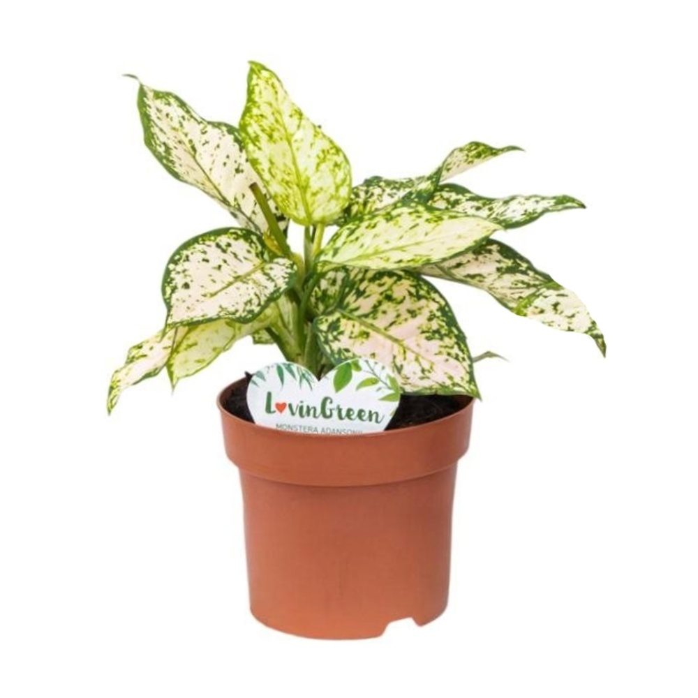 Hydroponické pokojové rostliny - Aglaonema Eileen květináč 12cm
