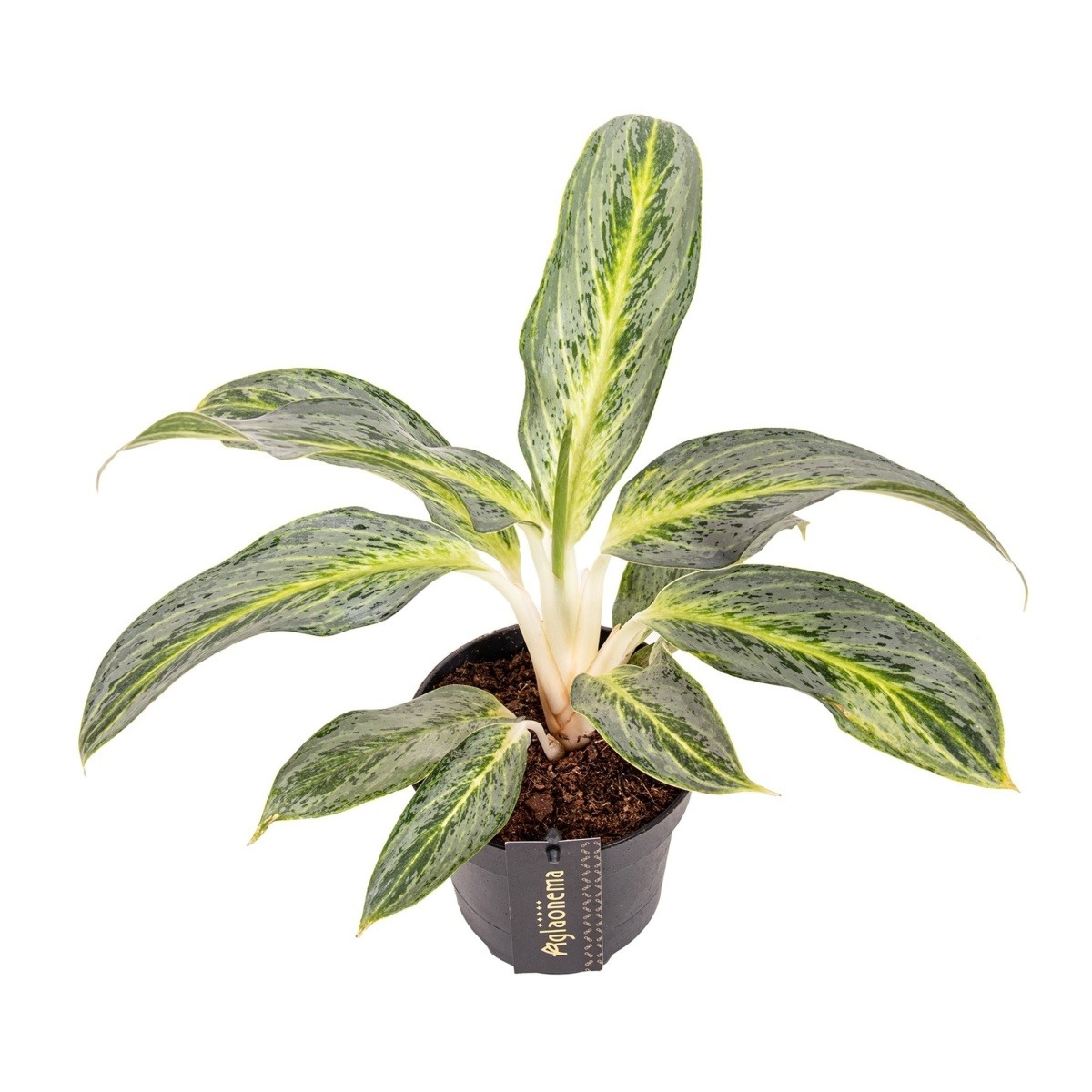 Okrasné pokojové rostliny - Aglaonema Emerald Stone květináč 12cm