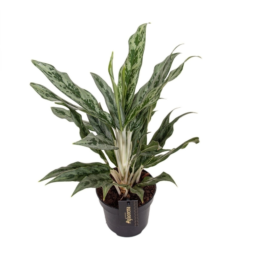 Okrasné pokojové rostliny - Aglaonema 'Greyhound' květináč 12cm