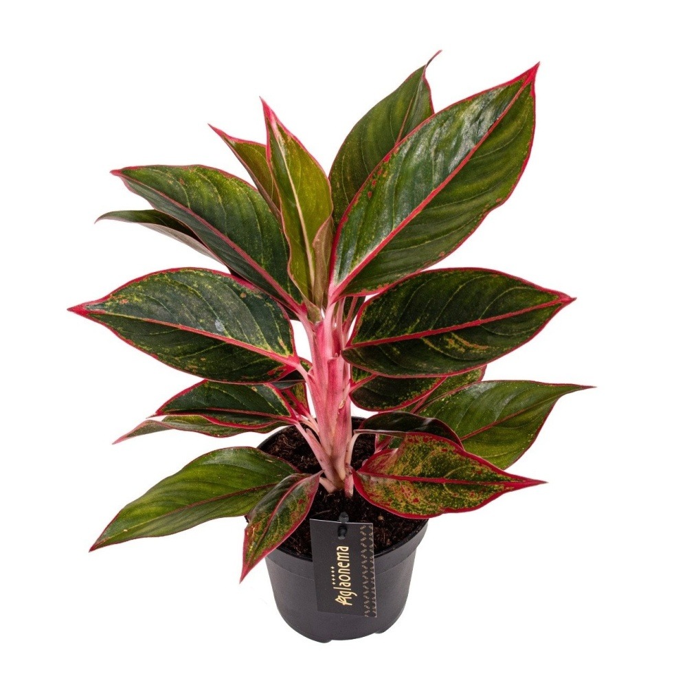 Okrasné pokojové rostliny - Aglaonema 'Jungle Red' květináč 12cm