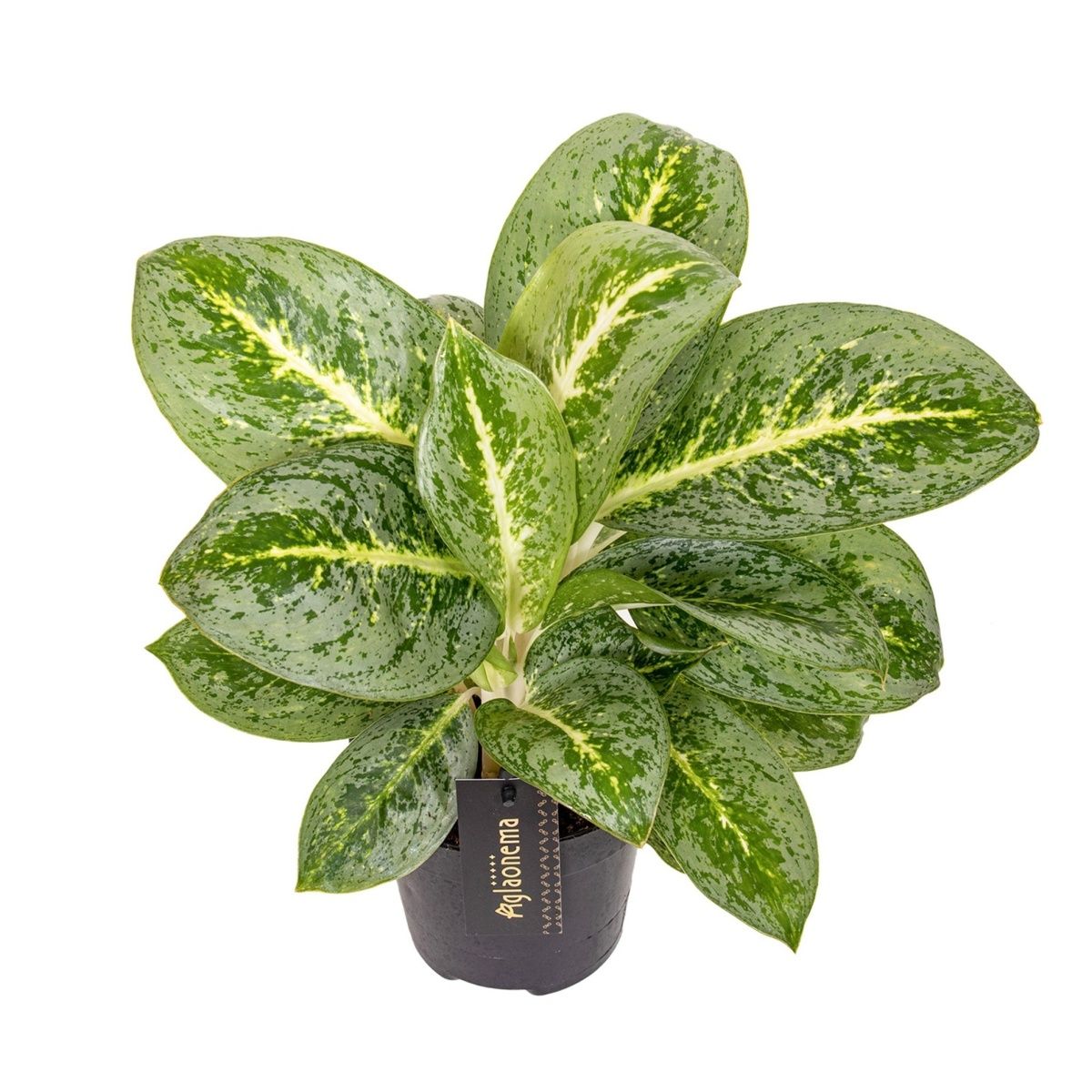 Okrasné pokojové rostliny - Aglaonema Lemon Mint květináč 12cm