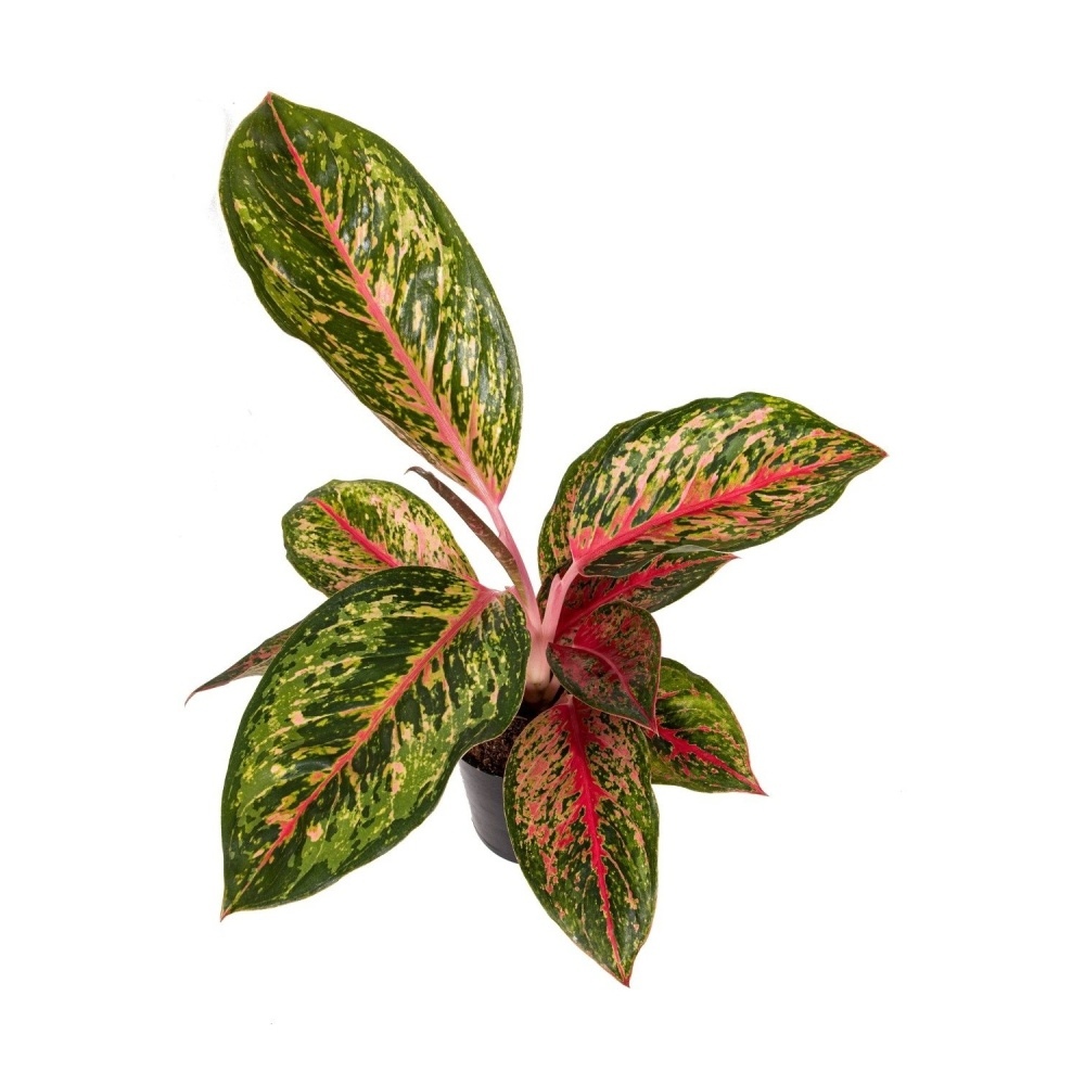 Okrasné pokojové rostliny - Aglaonema Lychee Red květináč 12cm