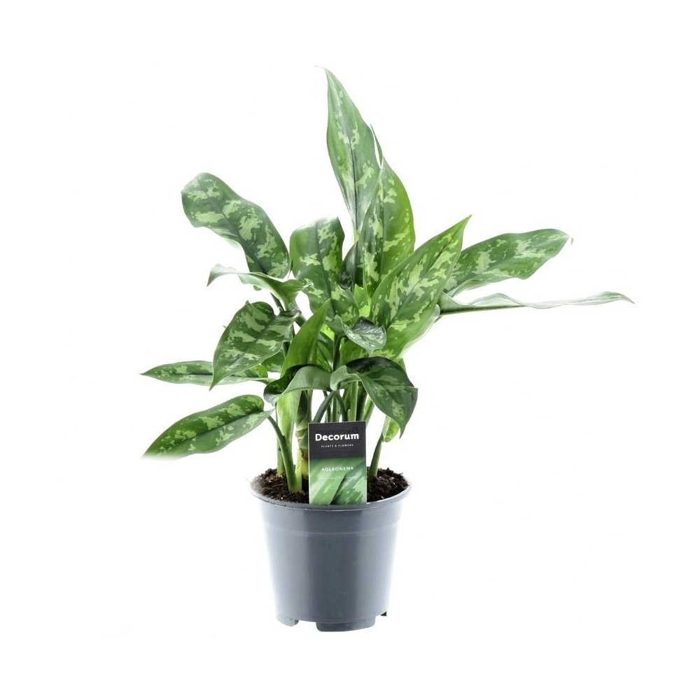Okrasné pokojové rostliny - Aglaonema 'Maria' květináč 12cm