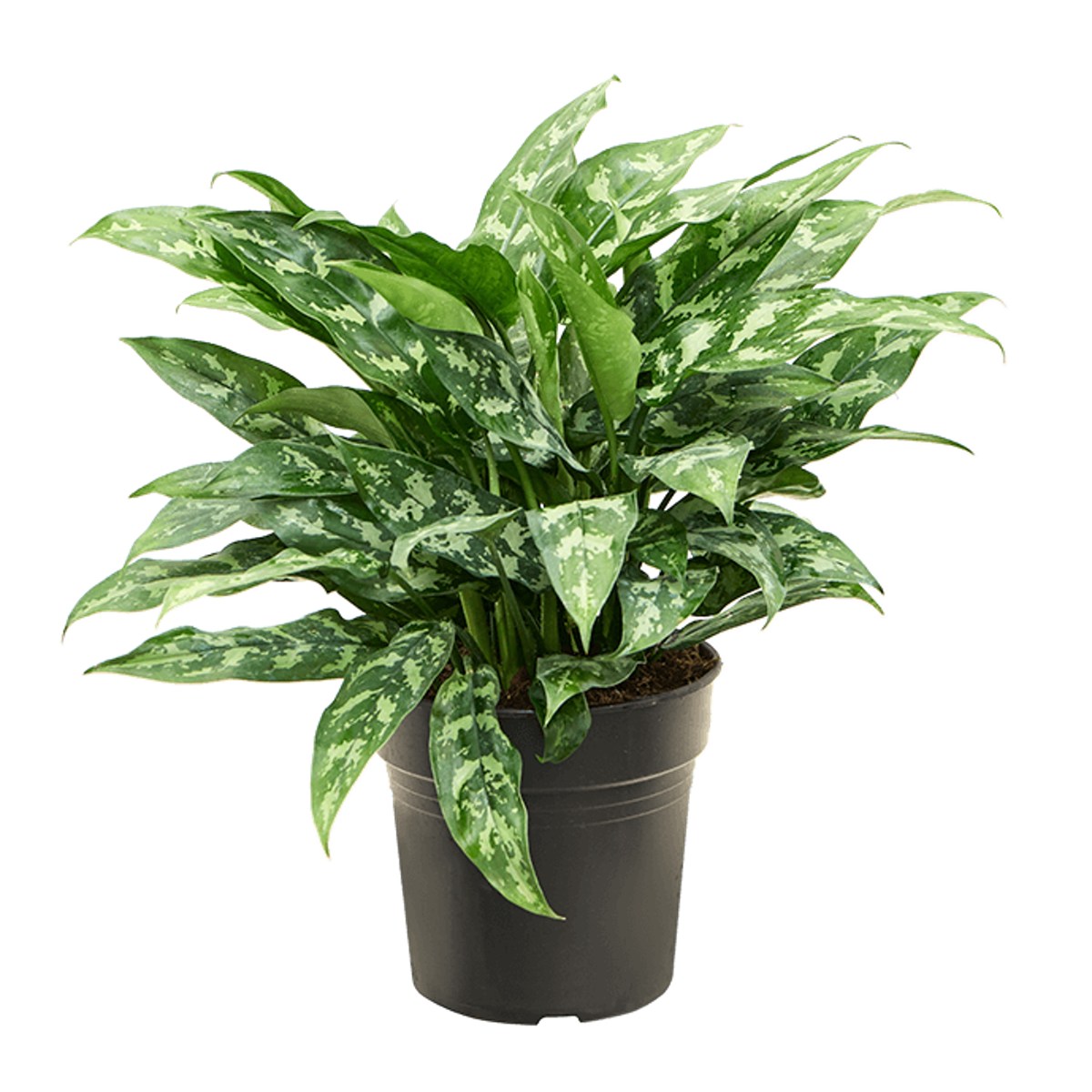 Okrasné pokojové rostliny - Aglaonema Maria květináč 21cm