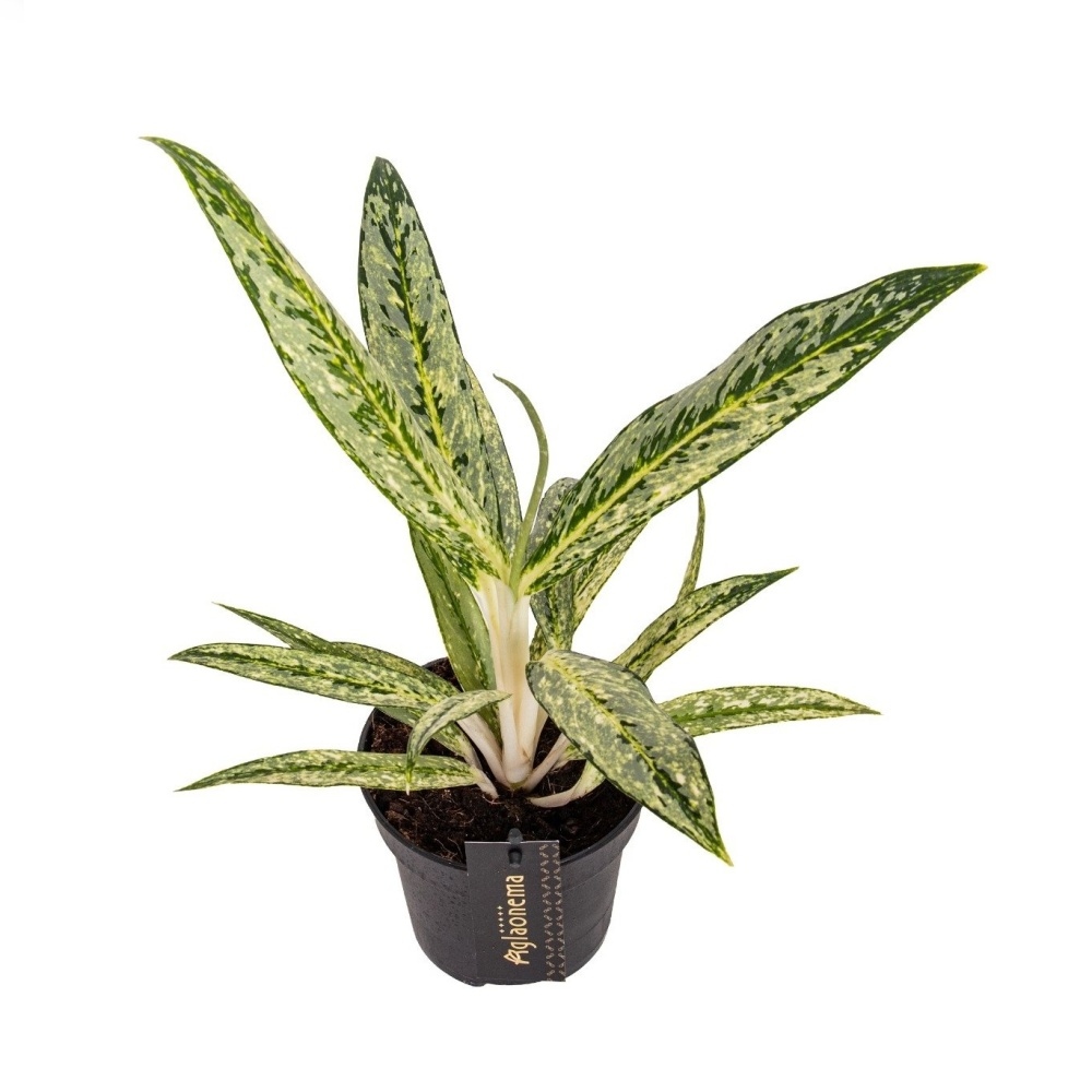 Okrasné pokojové rostliny - Aglaonema Matcha Lemon květináč 12cm