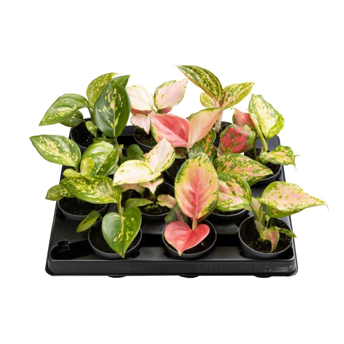 Pokojové rostliny okrasné listem - Aglaonema mix, květináč 6cm