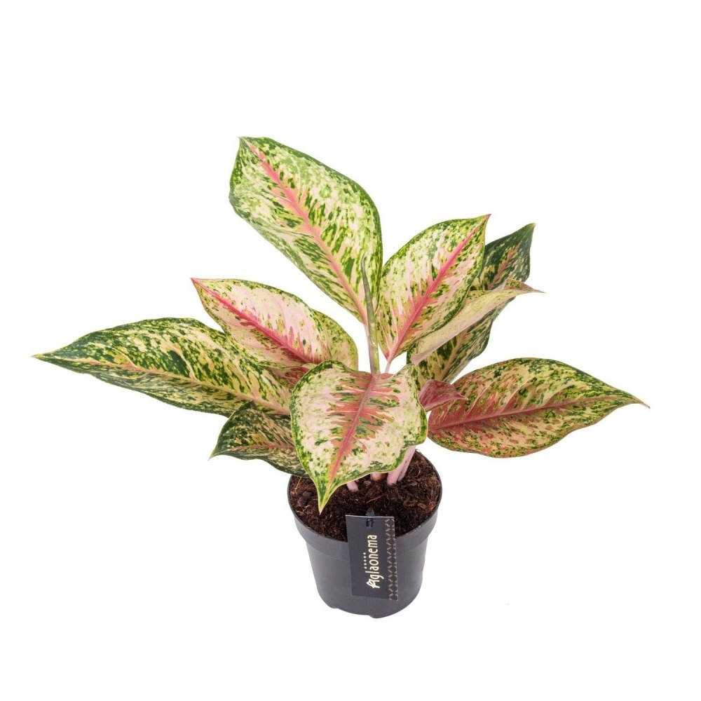 Okrasné pokojové rostliny - Aglaonema Painted Celebration květináč 12cm