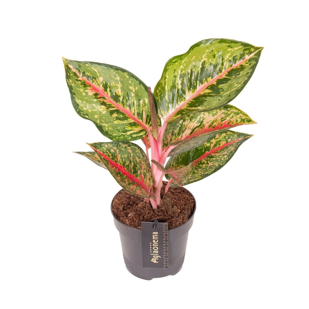 Okrasné pokojové rostliny - Aglaonema Paradise Red květináč 12cm