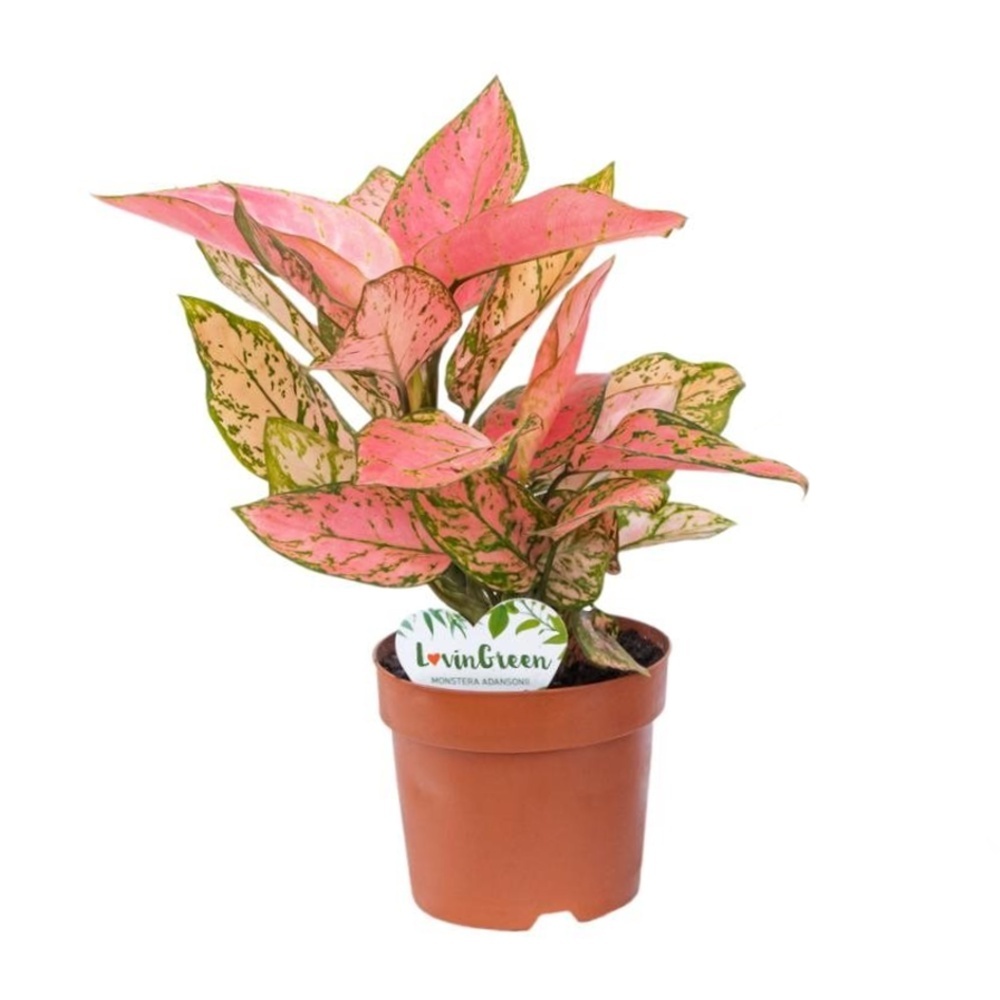 Hydroponické pokojové rostliny - Aglaonema Pink květináč 12cm