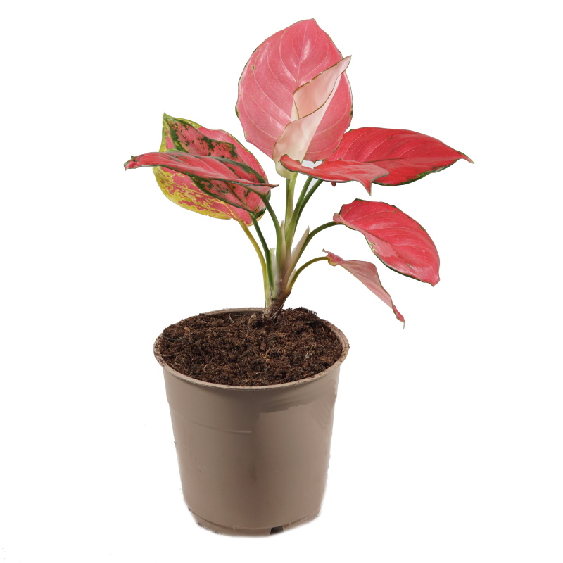 Okrasné pokojové rostliny - Aglaonema 'Pink Star' květináč 12cm