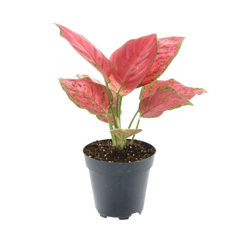 Okrasné pokojové rostliny - Aglaonema Red Joy květináč 12cm