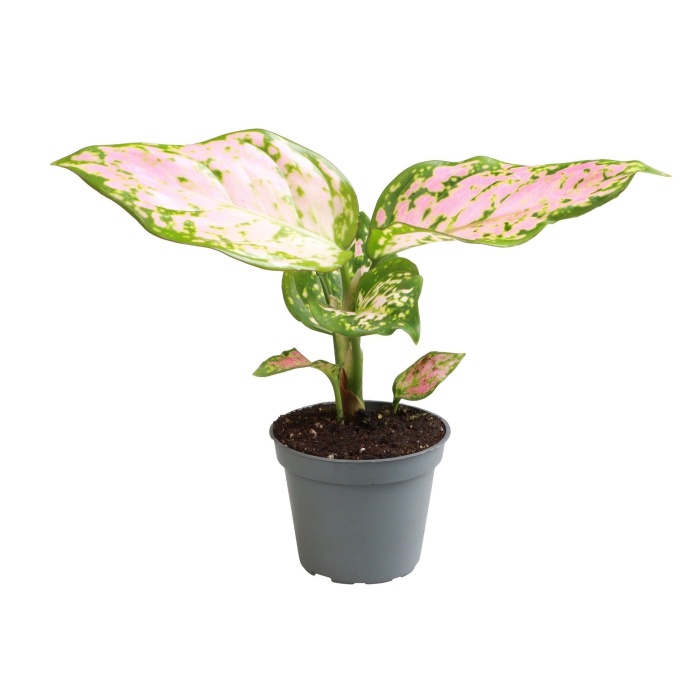 Pokojové rostliny okrasné listem - Aglaonema Red Valentine květináč 6cm
