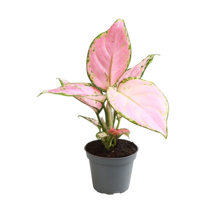Okrasné pokojové rostliny - Aglaonema 'Red Zirkon' květináč 6cm
