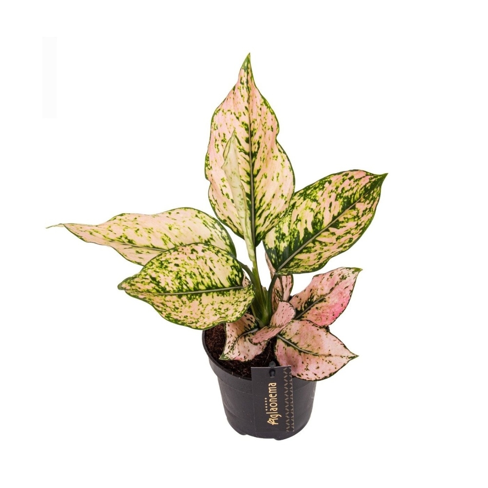 Okrasné pokojové rostliny - Aglaonema 'Rosy' květináč 12cm