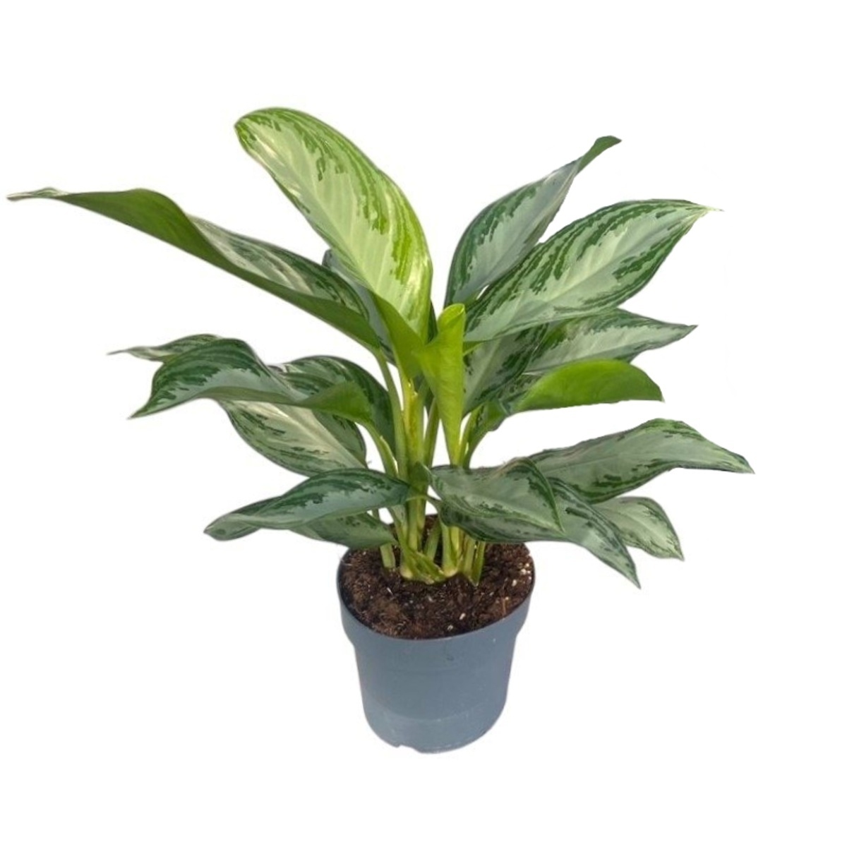 Okrasné pokojové rostliny - Aglaonema Silver Bay květináč 17cm