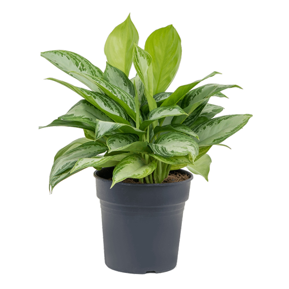 Okrasné pokojové rostliny - Aglaonema Silver Bay květináč 21cm