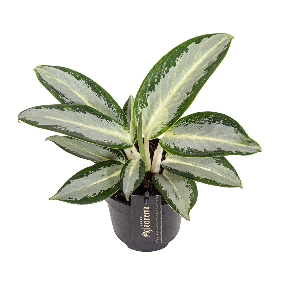 Okrasné pokojové rostliny - Aglaonema Silver Blue květináč 12cm