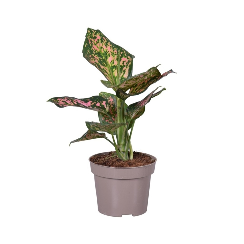 Pokojové rostliny okrasné listem - Aglaonema 'Spotted Star' květináč 12cm