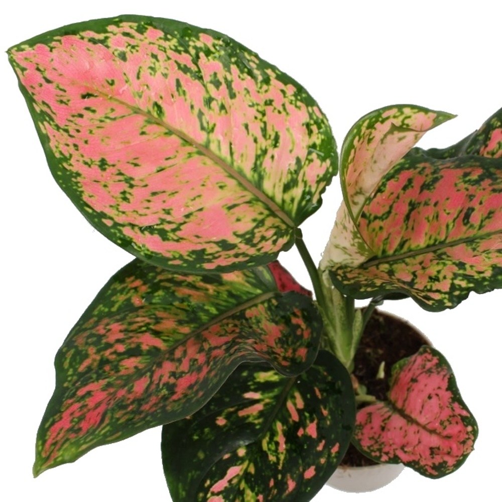 Aglaonema 'Spotted Star' květináč 12cm-0
