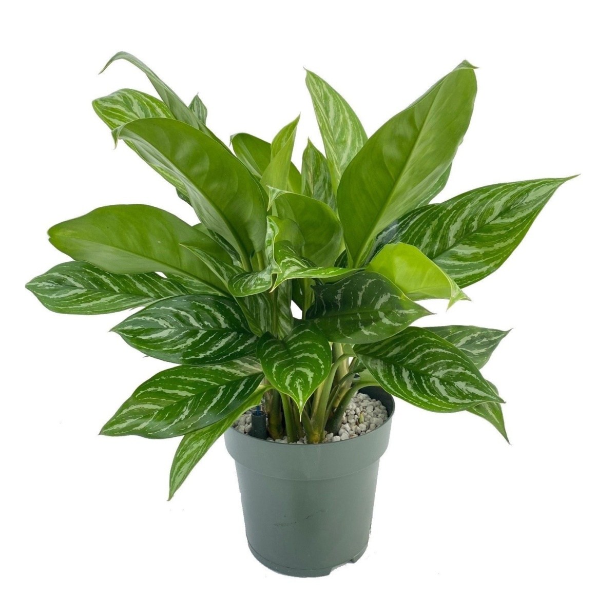 Hydroponické pokojové rostliny - Aglaonema Stripes hydroponický květináč 27cm