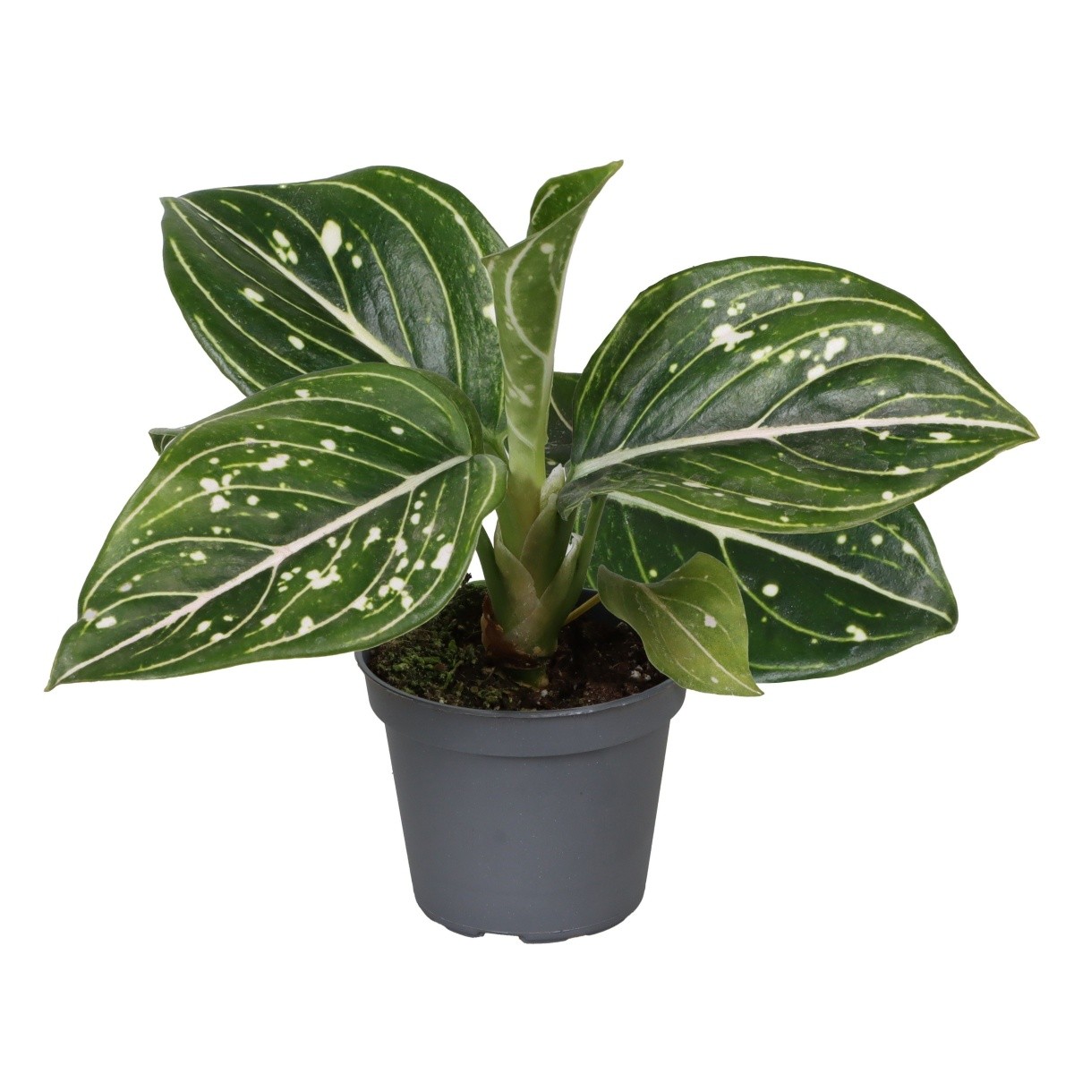Okrasné pokojové rostliny - Aglaonema Toms Pride květináč 6cm