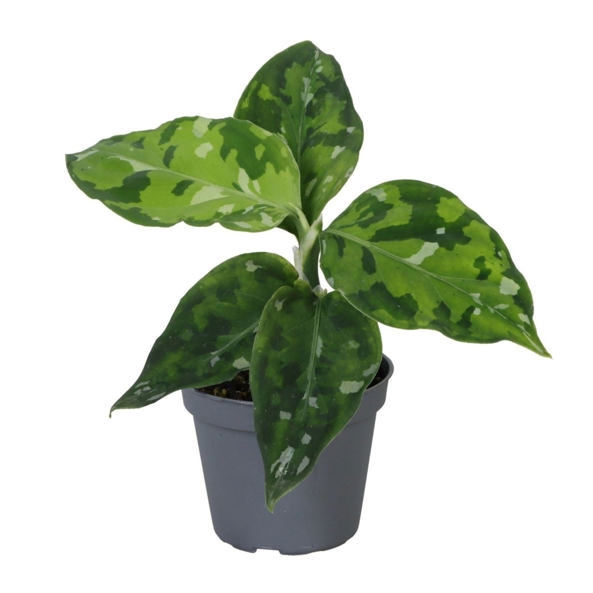 Okrasné pokojové rostliny - Aglaonema Tricolor květináč 6cm