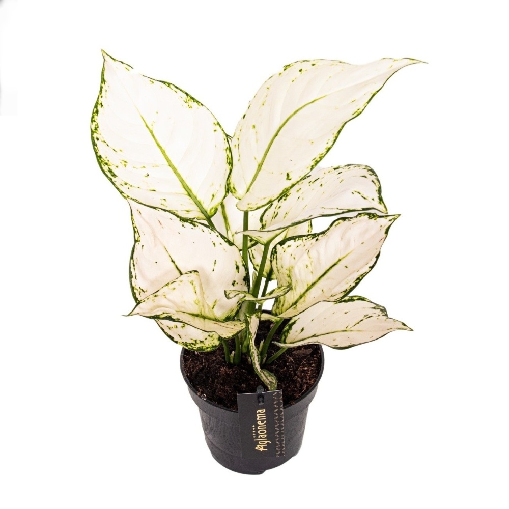 Pokojové rostliny okrasné listem - Aglaonema 'White Joy' květináč 12cm