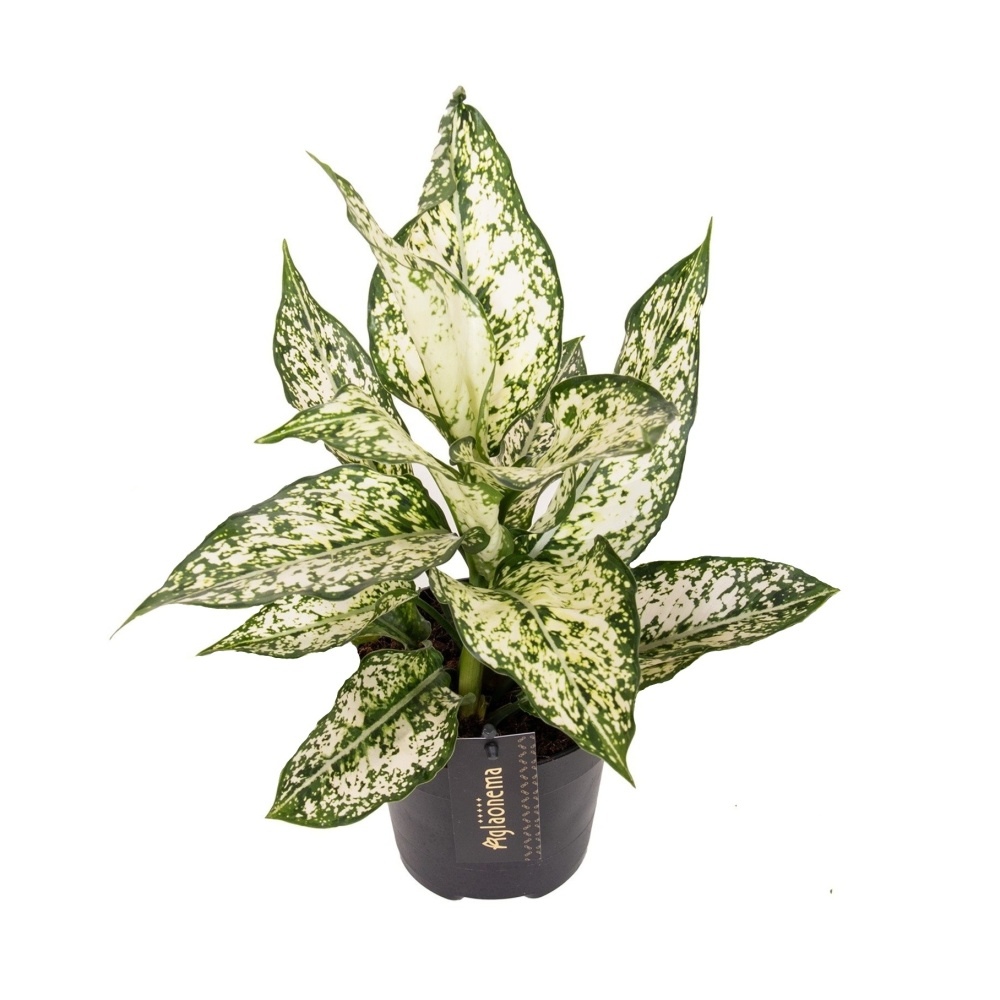 Okrasné pokojové rostliny - Aglaonema White Kiwi květináč 12cm