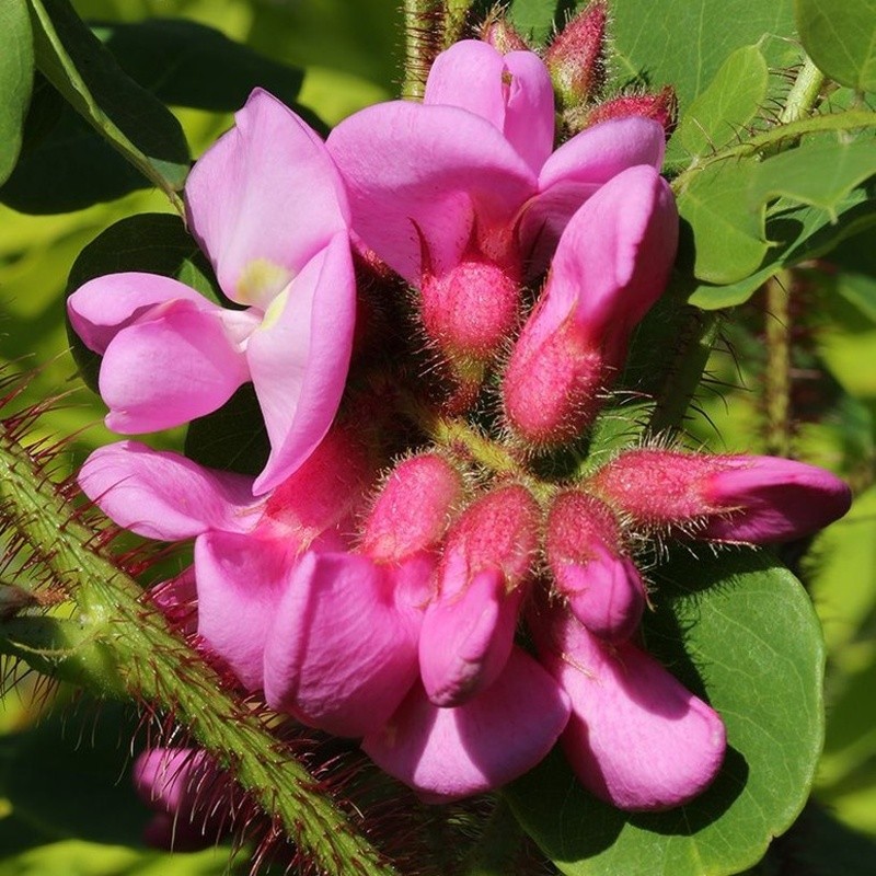 Keře okrasné květem - Akát chloupkatý Macrophylla výška 60/80cm, květináč 7 litrů