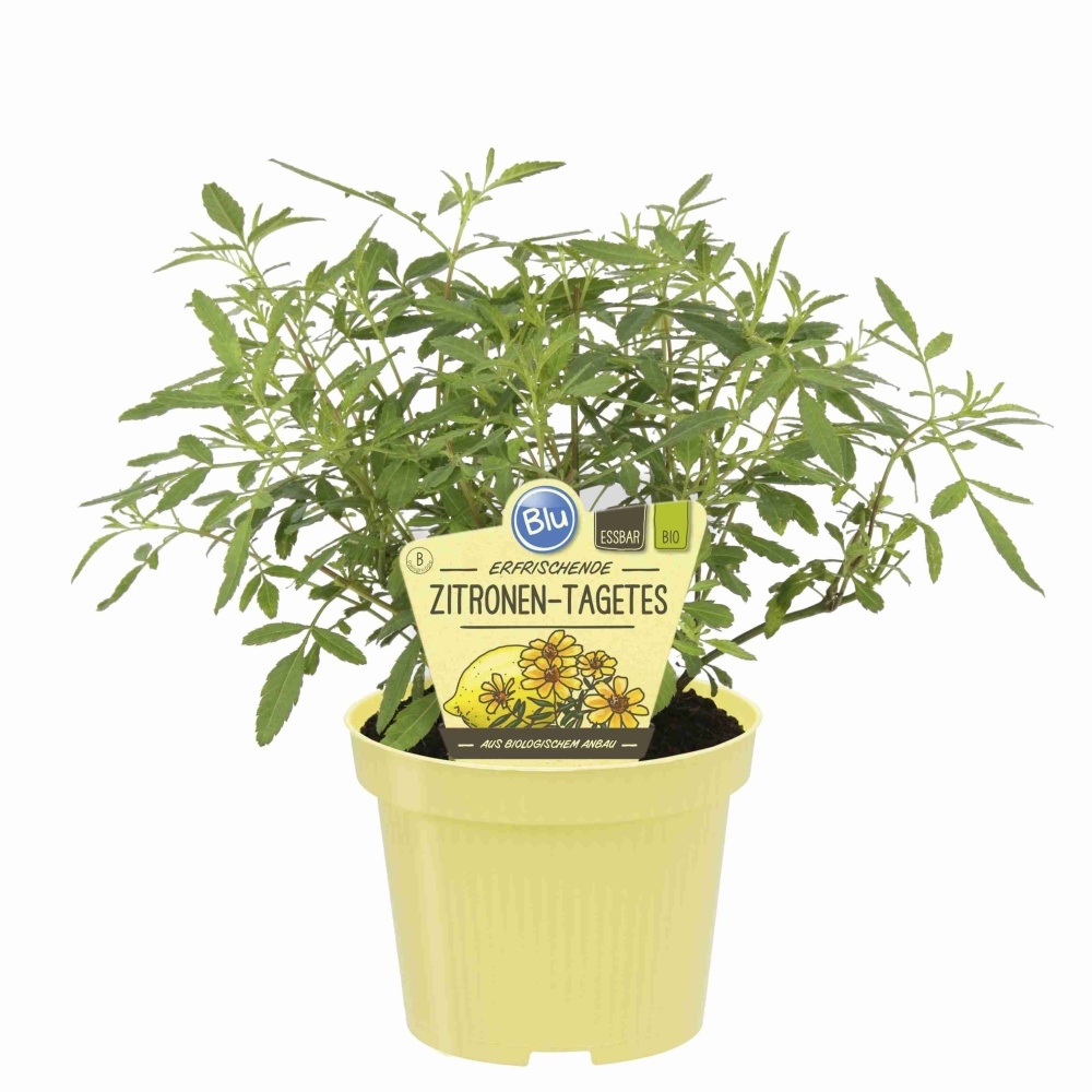 Bylinky - Aksamitník citronový BIO květináč 12cm