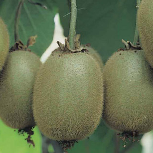 Ostatní drobné ovoce - Aktinídie čínská 'Hayward' květináč 2 litry, výška 55cm, samice