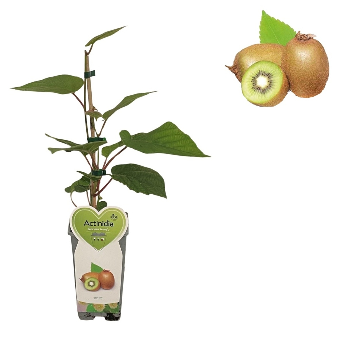 Ostatní drobné ovoce - Aktinídie čínská 'Jenny' květináč 2 litry, výška 55cm, vyvazovaný, SAMOSPRAŠNÁ