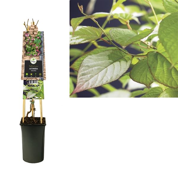 Popínavé rostliny - Aktinídie kolomikta 2,25 litru