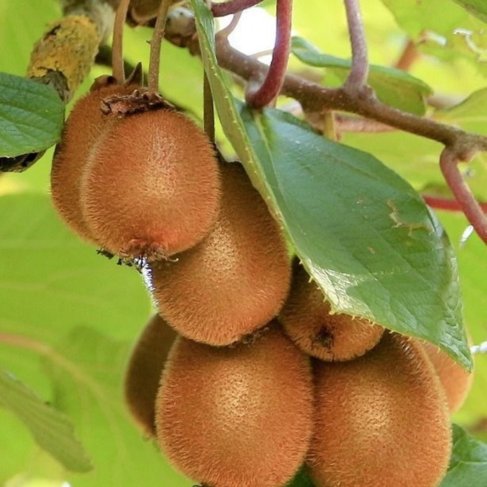 Popínavé rostliny - Aktinídie lahodná Boskoop výška 70cm, květináč 3 litry, vyvyzovaná