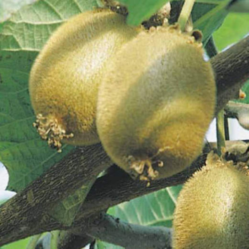 Rostliny - Aktinídie lahodná 'Jenny' 3 litry, samosprašná