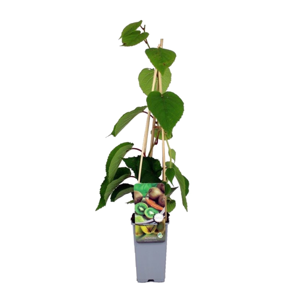 Popínavé rostliny - Aktinídie lahodná Solo výška 40/60cm, květináč 2 litry, samosprašná