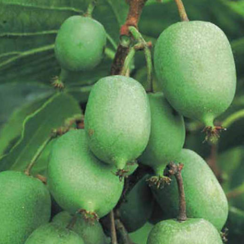 Popínavé rostliny - Aktinidie význačná 'Issai' 1,6 litru