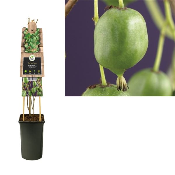 Rostliny - Aktinidie význačná Issai 2,25 litru, samosprašná