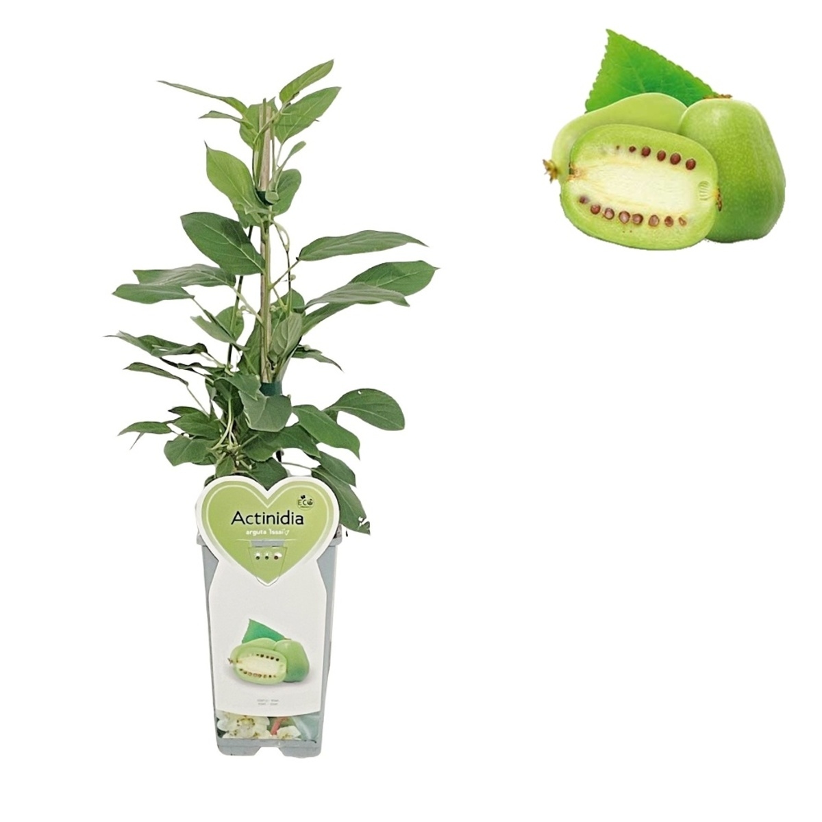 Rostliny - Aktinídie význačná 'Issai' květináč 2 litry, výška 55cm, vyvazovaný, SAMOSPRAŠNÁ